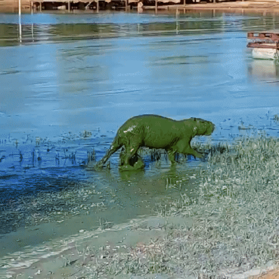 Aparição de 'capivaras verdes' em rio na Argentina acende alerta para problema urgente; entenda