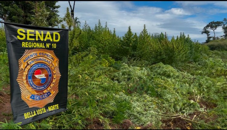 SENAD elimina 27 toneladas de maconha em Bella Vista Norte