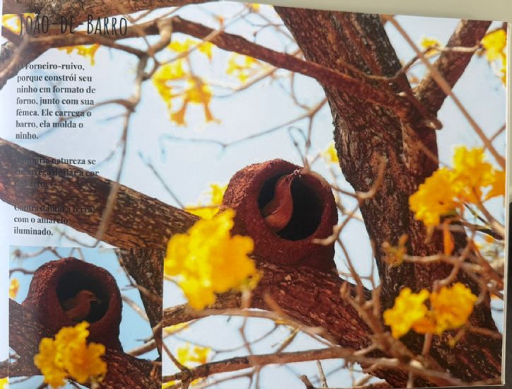 TUDODOMS: FOTÓGRAFO CHICO RIBEIRO LANÇA LIVRO QUE ETERNIZA MAIS DE 50 ANOS DE HISTÓRIA EM IMAGENS