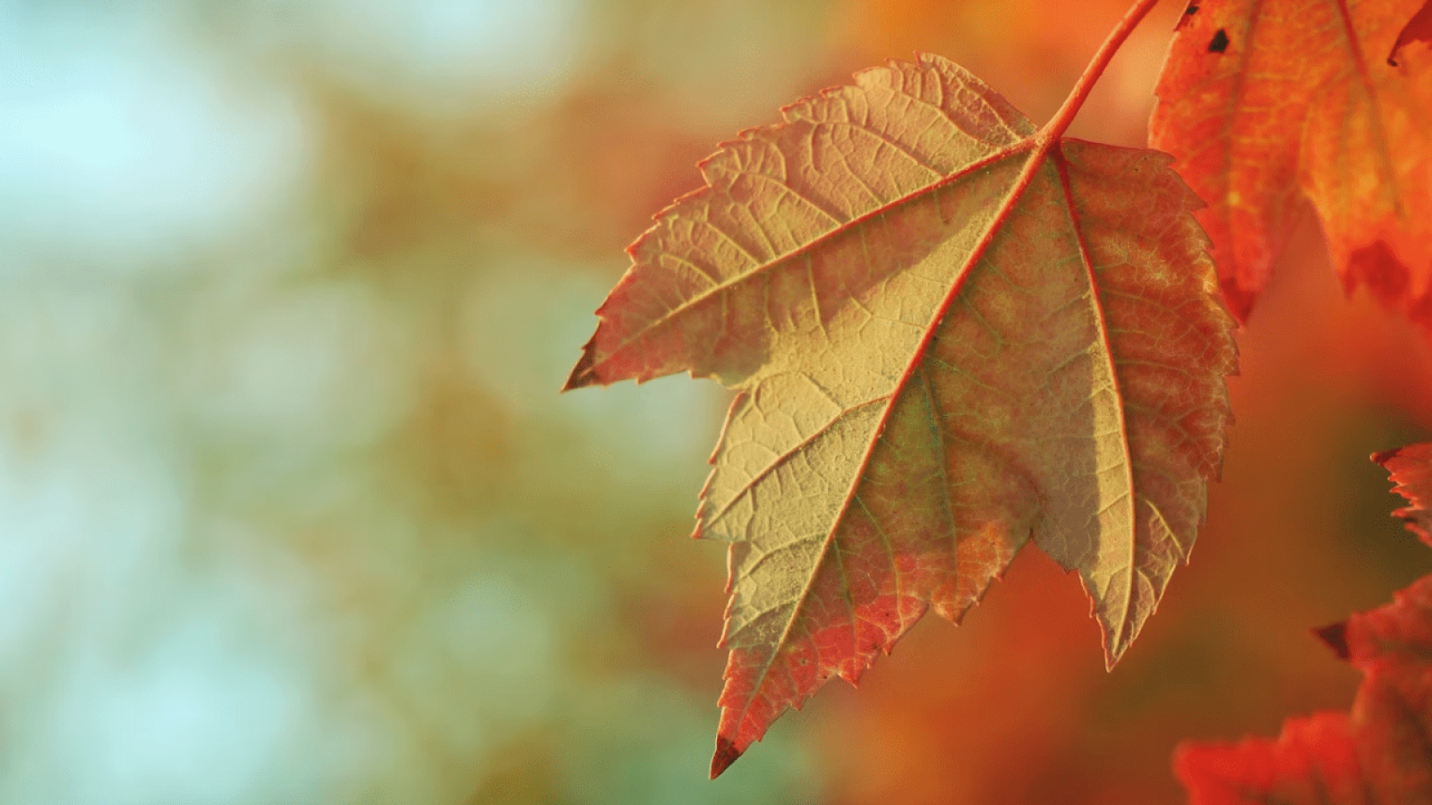 OUTONO 2025: PREVISÕES DO INMET REVELAM TENDÊNCIAS CLIMÁTICAS