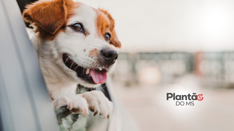 PREFEITURA DE DOURADOS PROMOVE DRIVE-THRU DE VACINAÇÃO ANTIRRÁBICA PARA CÃES E GATOS NESTE SÁBADO